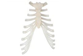 Esterno Com Cartilagem Da Costela - Os69